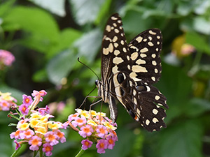 Vignette Insectes 2 Senegal-JP-8727-300.jpg